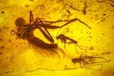 Fossil Flies (Diptera) and a Cockroach (Blattoidea) In Baltic Amber - #200253-3